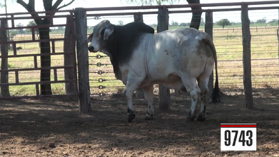 Lote Brahman
