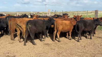 Lote 59 Terneras