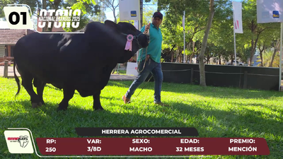 Lote LOTE 1