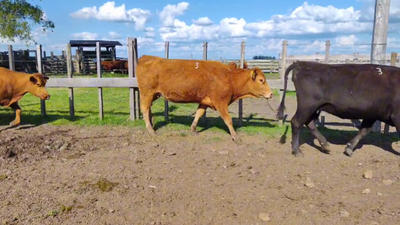 Lote 13 Vientres Preñados - Tatuadas LA