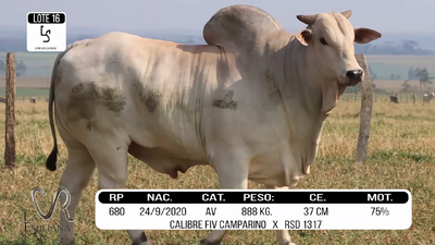 Lote LOTE 16