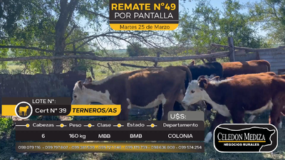Lote 6 Terneros y Terneras en Las Flores, Colonia