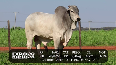 Lote NORDESTE