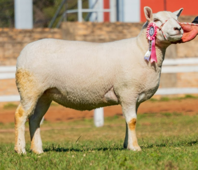 Lote LOTE 17