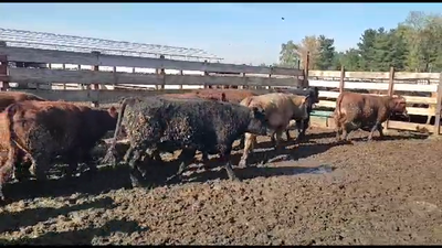 Lote 20 Novillo Gordo en Los Ángeles, VIII Región Biobío