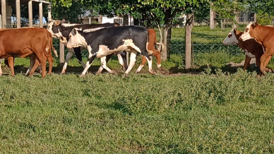 Lote 65 Terneras