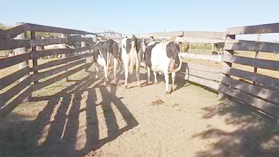 Lote 3 Vacas preñadas Holando Argentino en Col. Aldao, Santa Fe