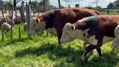 Lote 3 Toros