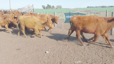 Lote 60 Terneros en Arboledas