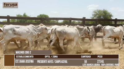 Lote LOTE 7