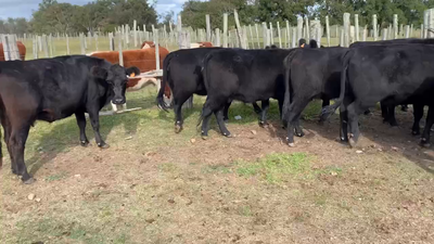 Lote 10 Vacas de Invernada en Tupambaé, Cerro Largo
