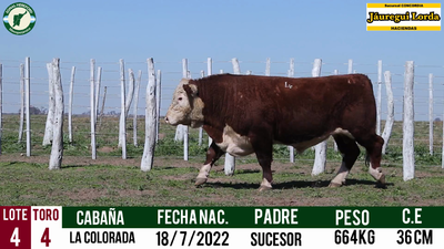 Lote Toro