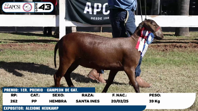 Lote LOTE 43