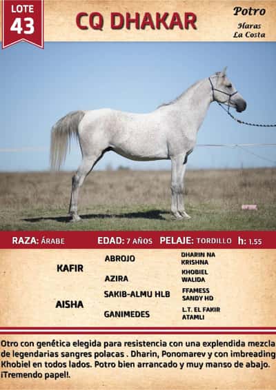 Lote CQ DHAKAR