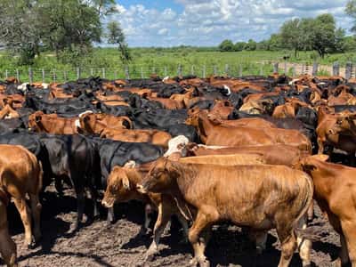 Lote 280 Novillitos en Estanislao Del Campo, Formosa