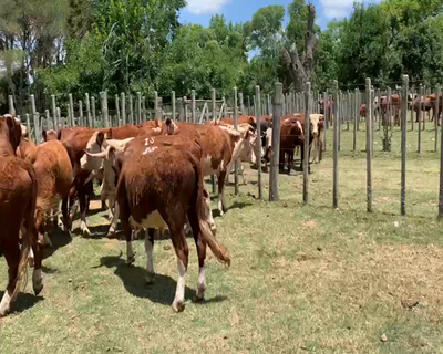 Lote 20 Novillos 1 a 2 años en Melo, Cerro Largo