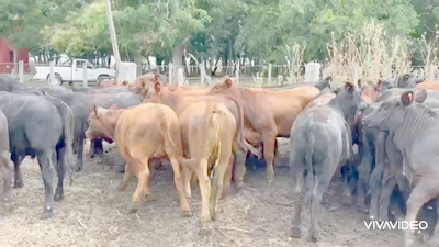 Lote 58 Novillitos y vaquillonas en Cañuelas, Buenos Aires