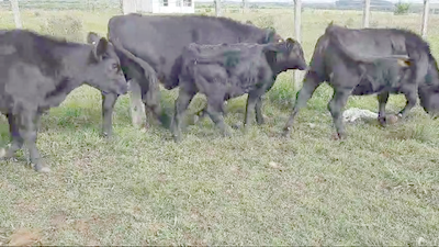 Lote 6 Terneras Angus 249kg -  en Paraje La Laguna. Cerca Ombues Lavalle y Carmelo