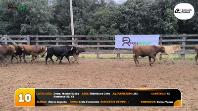Lote Desm. Machos (21) y Hembras (52) C5