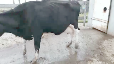 Lote Vacas de Invernada HOLANDO 500kg - , San José