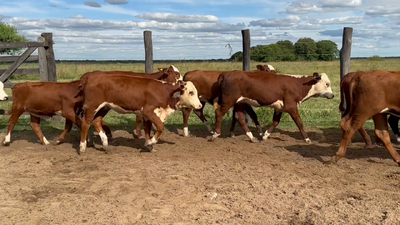 Lote 116 Terneras en Corrientes, Saladas