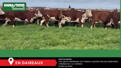  120 Vacas CUT preñadas en Buenos Aires, Daireaux