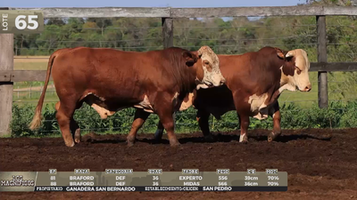 Lote LOTE 65