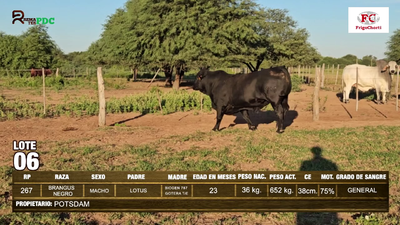 Lote Machos BRANGUS NEGRO en Pioneros del Chaco S.A.