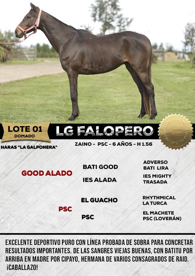 Lote LG FALOPERO