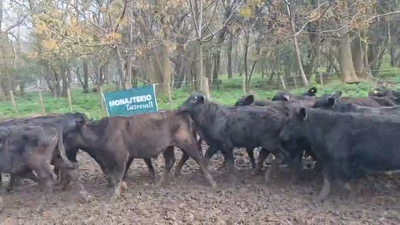 Lote 100 Terneros