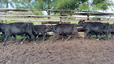  TERNERAS