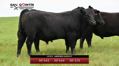 Lote Aberdeen Angus PI