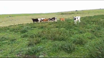 Lote 13 Terneros Holando en Mundo Azul