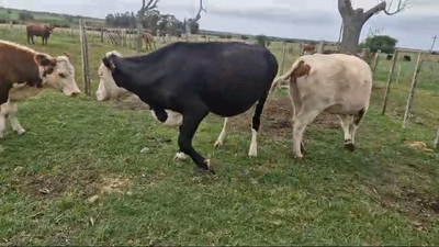 Lote 4 Vacas preñadas 360kg - , San José
