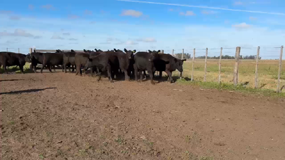 Lote VAQUILONA 15 M