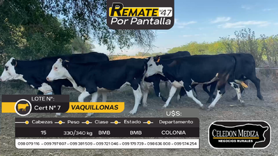 Lote 15 Vaquillonas  en Mevir San Pedro, Colonia