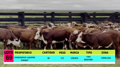 Lote LOTE 69 - 80 TERNERAS CBO 2