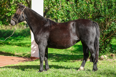 Lote CATANDUVA ZOE