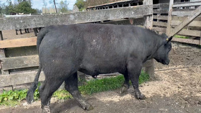 Lote 1 Toro