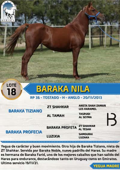 Lote BARAKA NILA