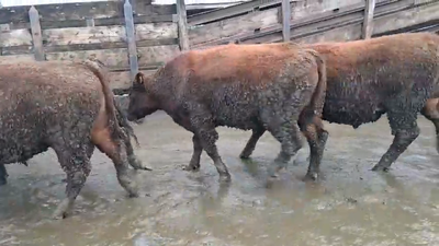 Lote 20 Novillo Gordo en Los Ángeles, VIII Región Biobío