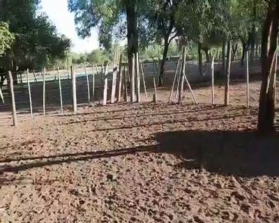 Lote 55 Terneros en Monte Quemado, Santiago del Estero