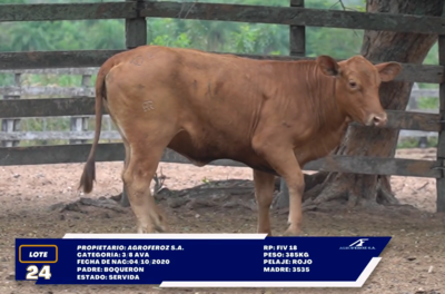 Lote LOTE 24