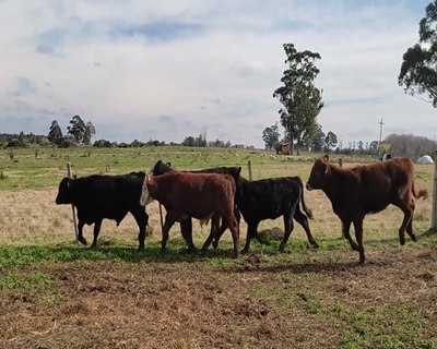 Lote (Vendido)8 Terneros (2 AA,  2 AA x He,  1 RAxHe y 1 RAxNO 216kg - , Canelones