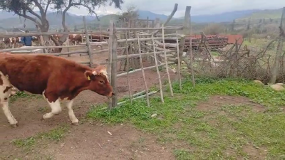 Lote 30 Novillo Engorda en Illapel, IV Región Coquimbo