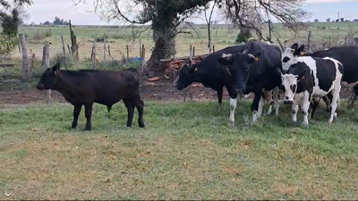 Lote PIEZAS DE CRIA