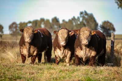 Lote Toro PR