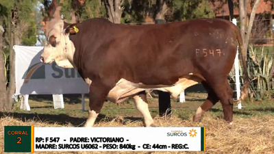 Lote TOROS BRAFORD, Cabaña "SURCOS"