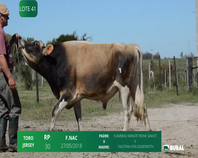 Lote Toro PI