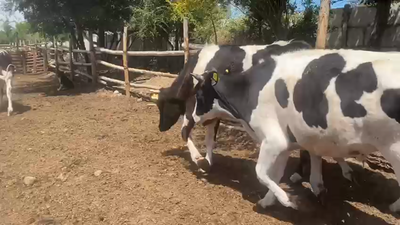 Lote 17 Novillo Engorda en Putaendo, V Región Valparaíso